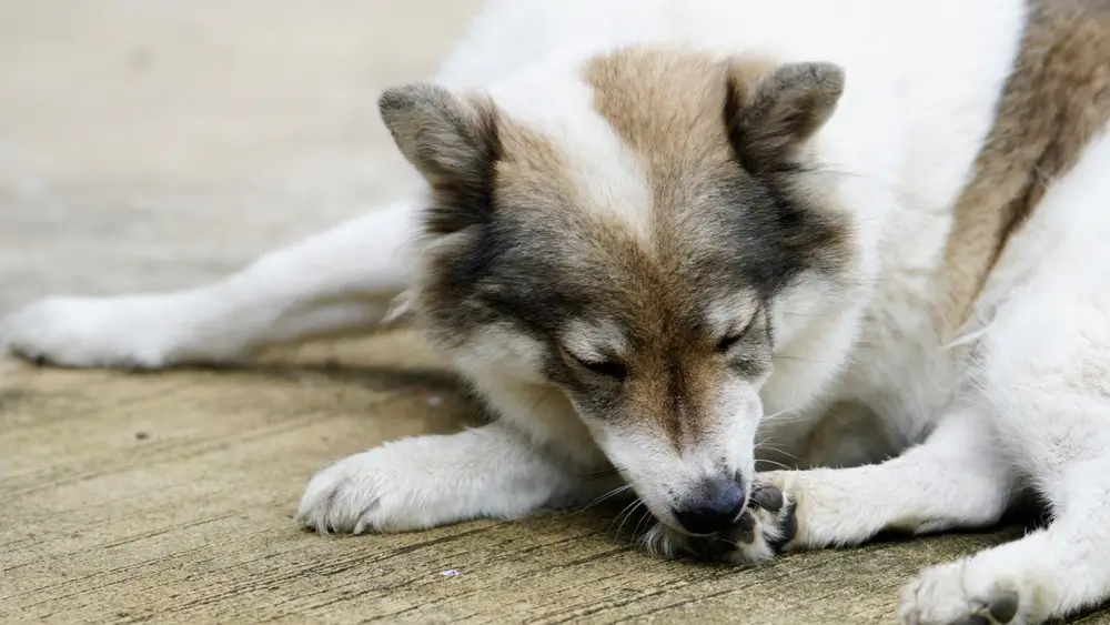 Infecciones por hongos en perros - Guía completa y preguntas frecuentes de expertos para un alivio rápido y duradero
