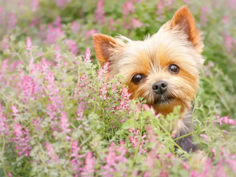 Yorkshire Terrier darmgezondheid: Wanneer hun darmen eiwitten verliezen