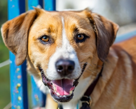 Quelato de zinc de hidrato de glicina - Beneficios para la salud del perro