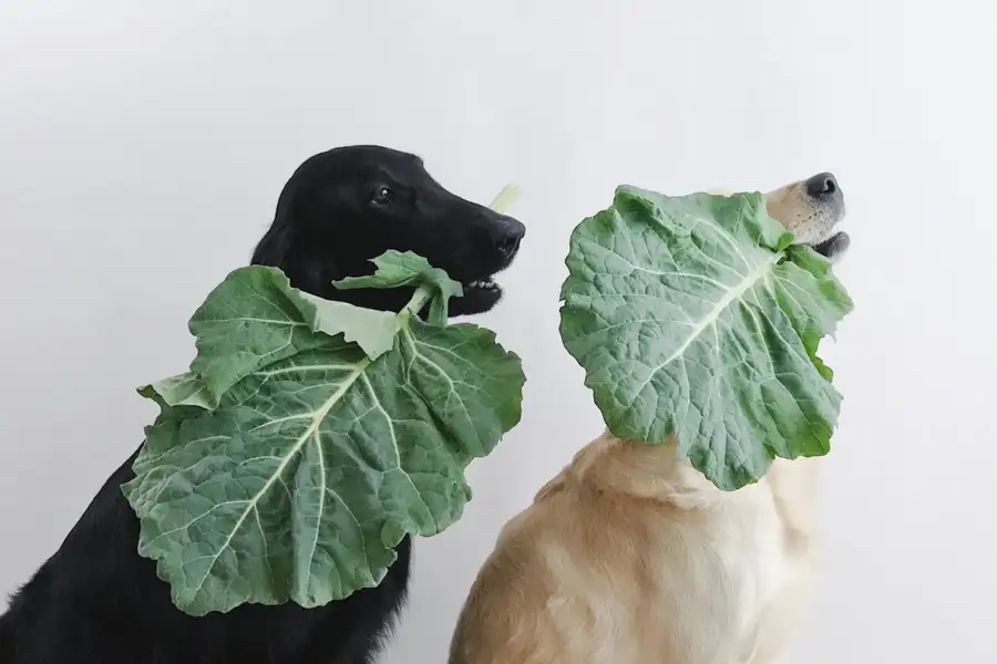 beste fleischfreie hundefuttermarken uk