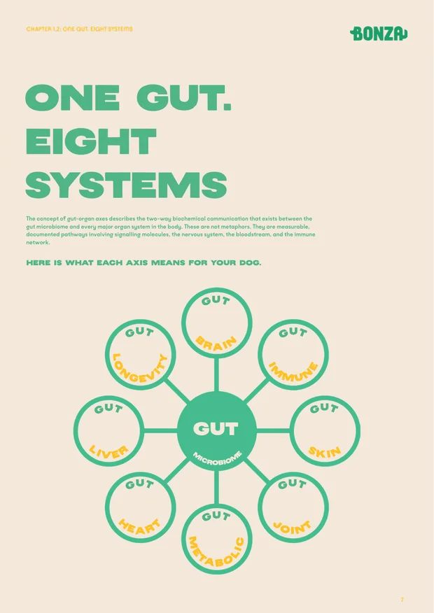 A page from the guide showing the eight gut-organ axes as a connected wheel