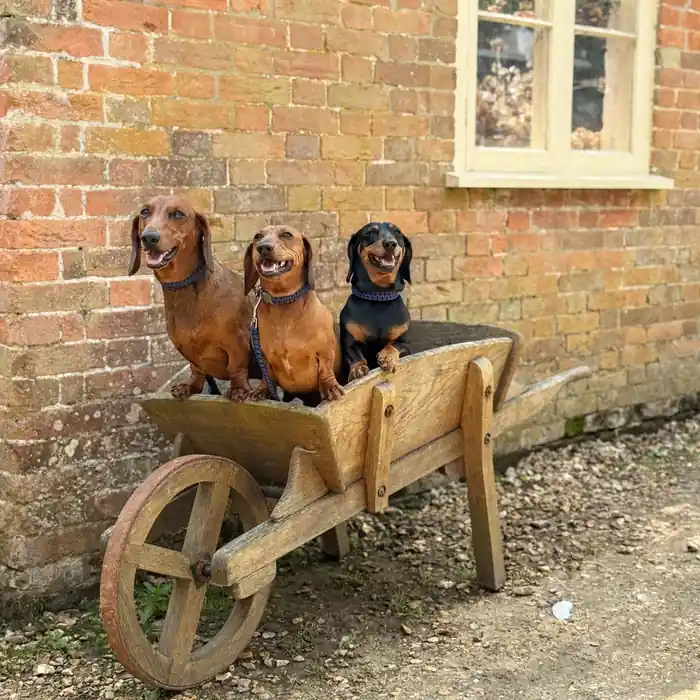 Trois teckels assis dans une brouette en bois près d'un mur de briques, illustrant l'espérance de vie des chiens par race