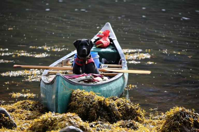 Hundefutter mit Meeresalgen für die Gesundheit von Hunden