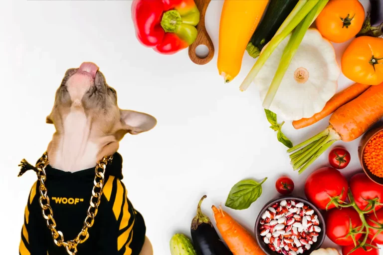 Health Benefits of Functional Food for Dogs from Superfoods to Probiotics