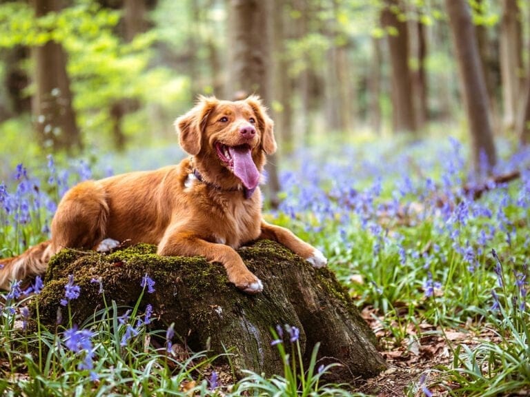 Labrador fed bioactive dog food displays health benefits in bluebells wood