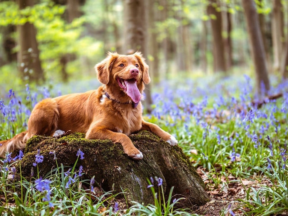 Un labrador alimentado con comida bioactiva para perros muestra sus beneficios para la salud en el bosque de campanillas
