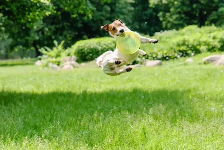 Slowing Ageing in Dogs Nutrition is Key